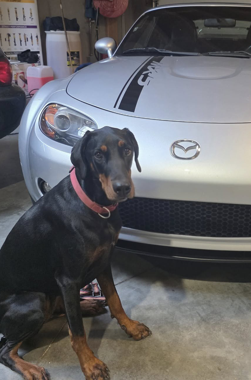Mia the shop dog